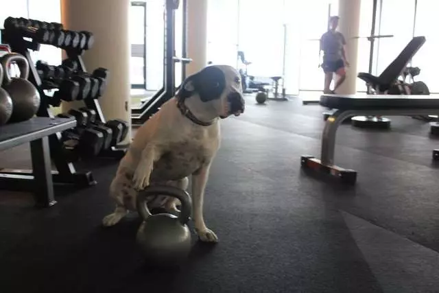 Intelligent Fitness