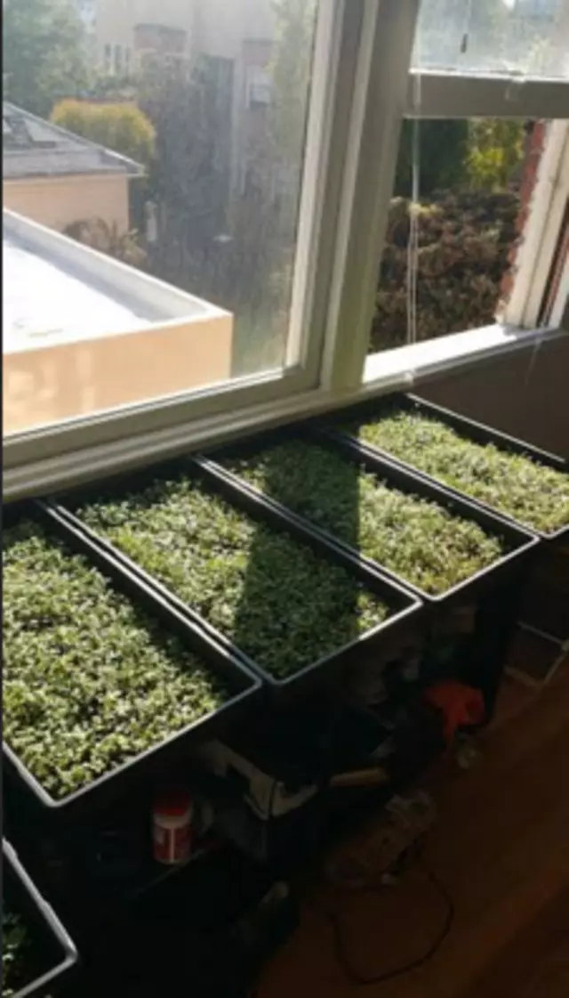 True Leaves Microgreens