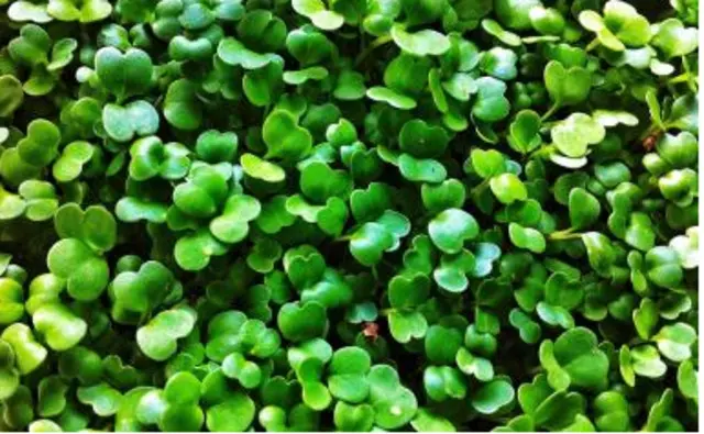 True Leaves Microgreens