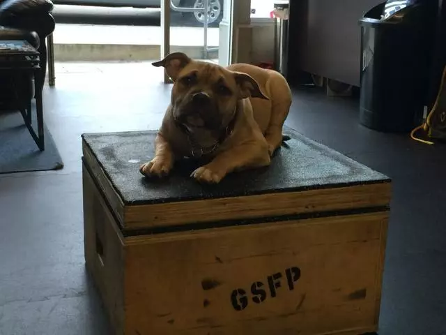 Golden State Fitness & Performance