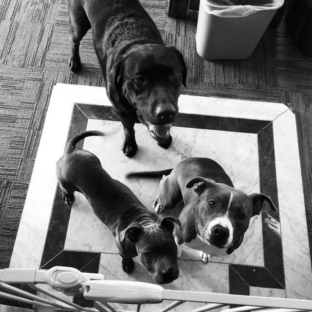 Dogtown Athletic