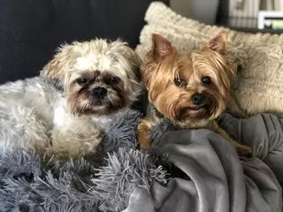 Mr Johns Dog Grooming