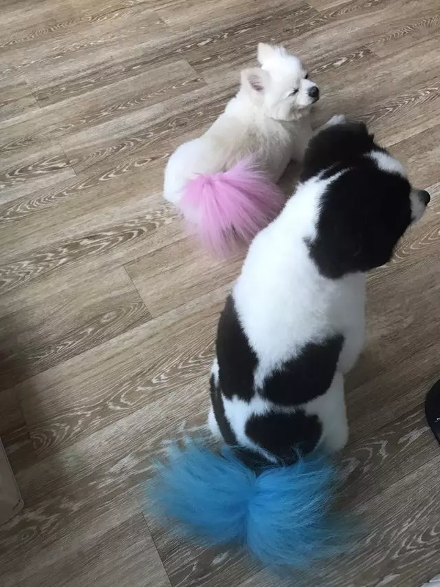 After Hours Dog Grooming