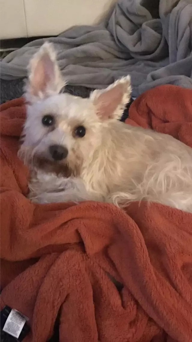 After Hours Dog Grooming