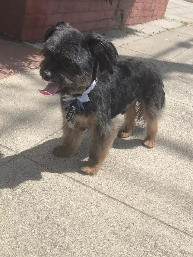 After Hours Dog Grooming