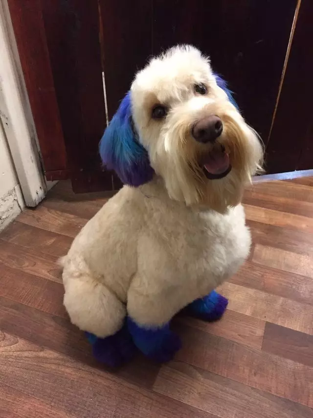 After Hours Dog Grooming