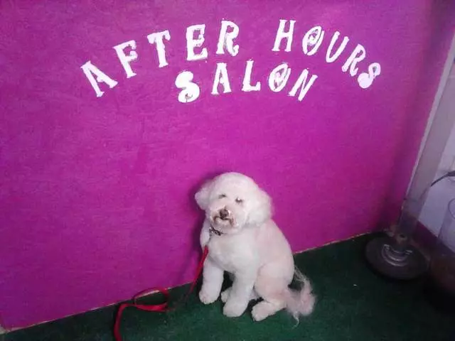 After Hours Dog Grooming