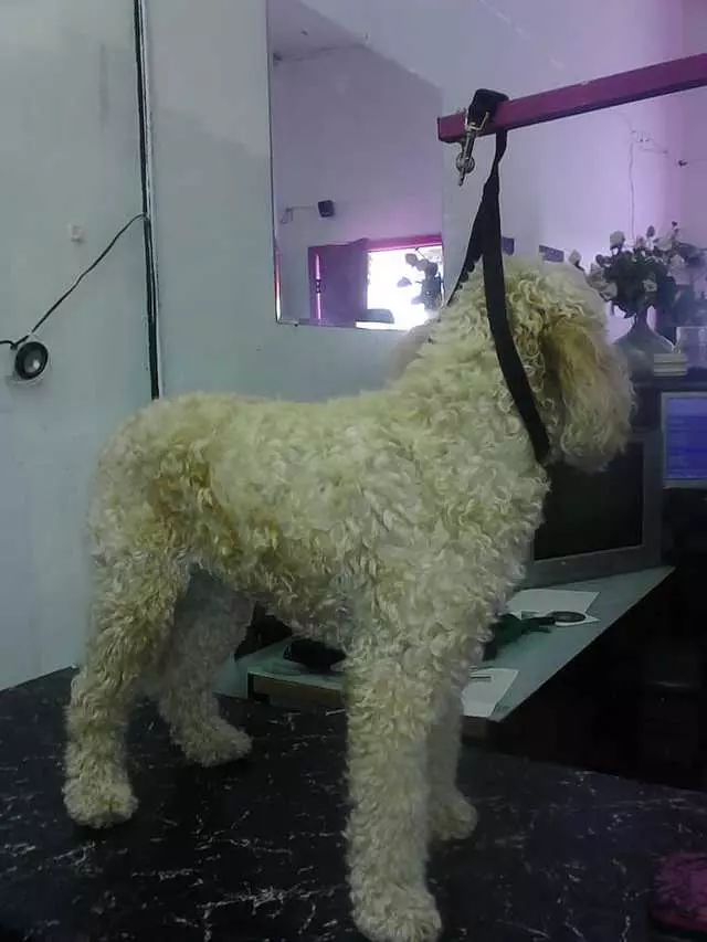 After Hours Dog Grooming