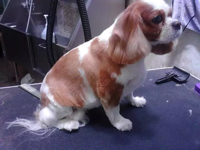 After Hours Dog Grooming