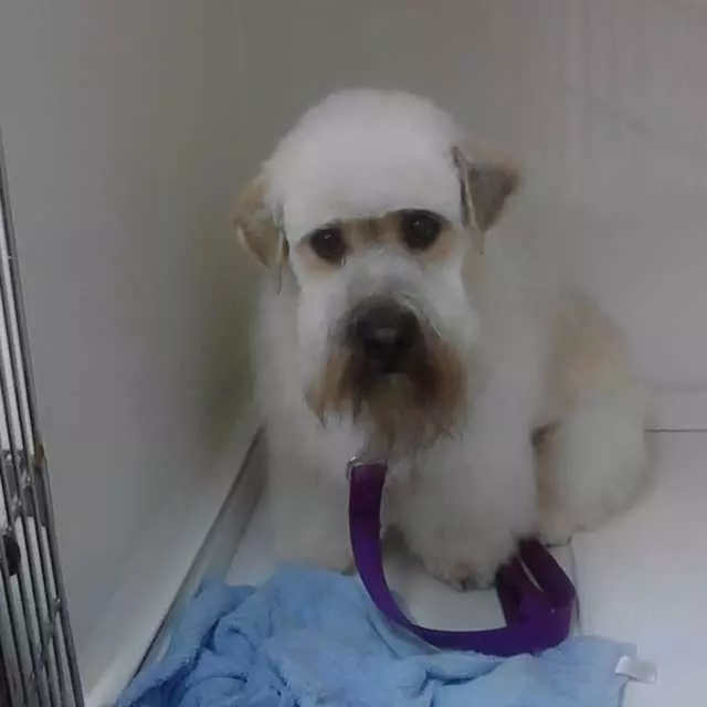 After Hours Dog Grooming