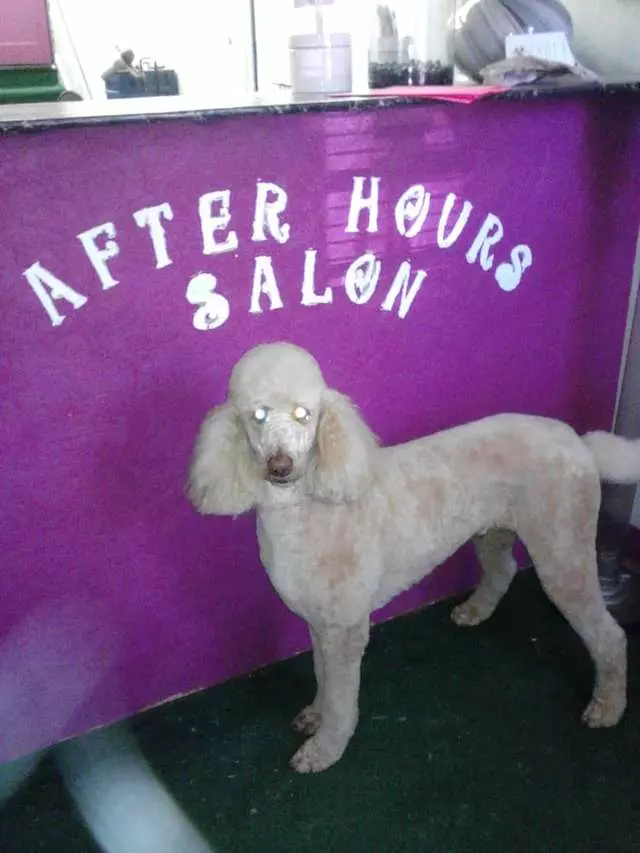 After Hours Dog Grooming
