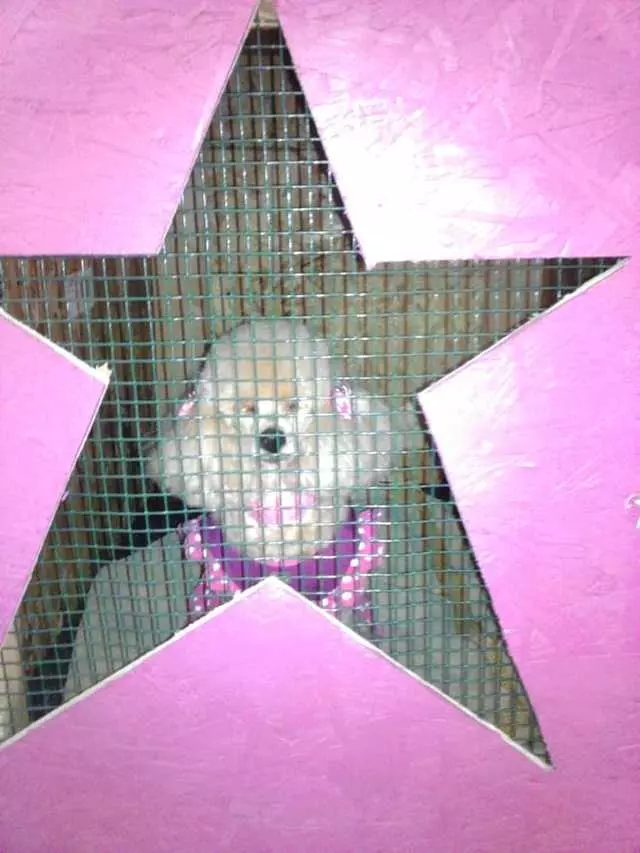 After Hours Dog Grooming