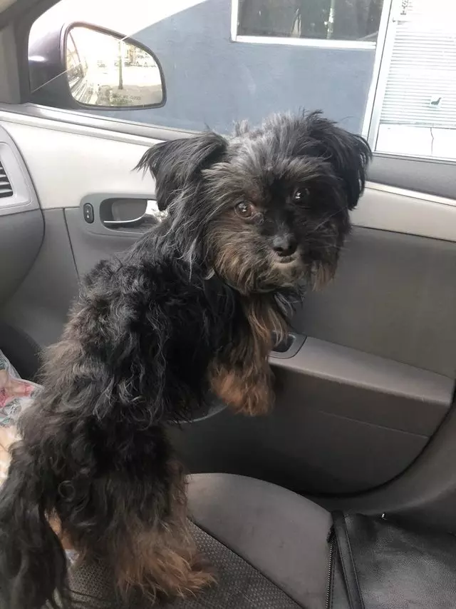 After Hours Dog Grooming