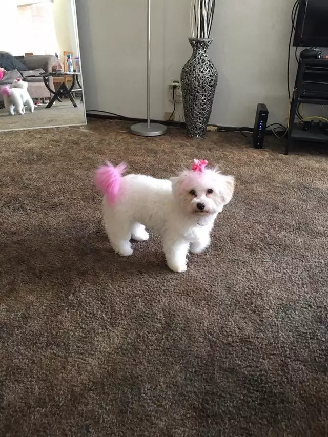 After Hours Dog Grooming