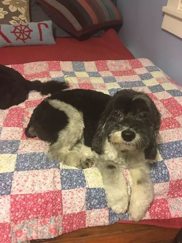 After Hours Dog Grooming