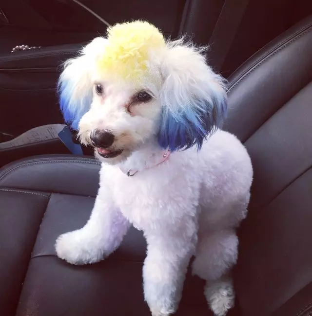 After Hours Dog Grooming