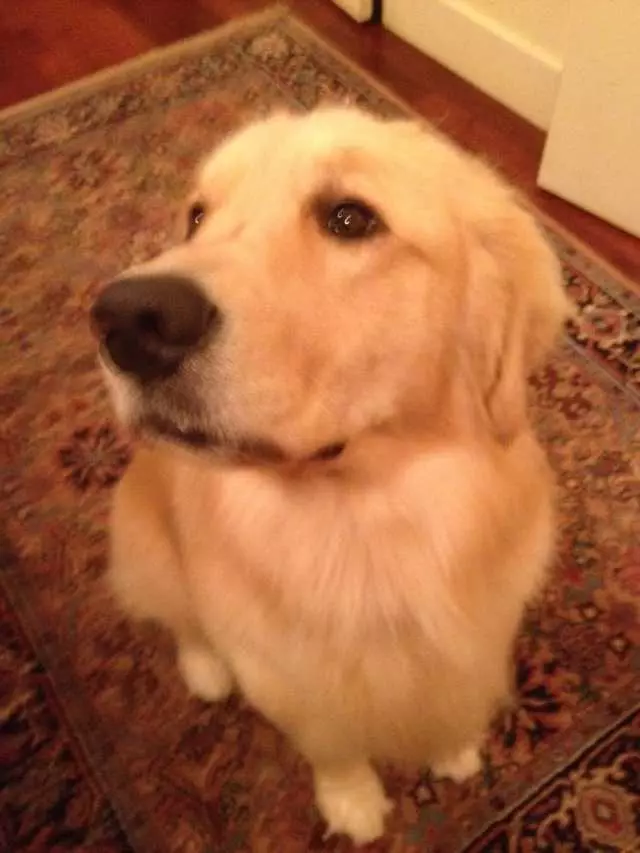 After Hours Dog Grooming