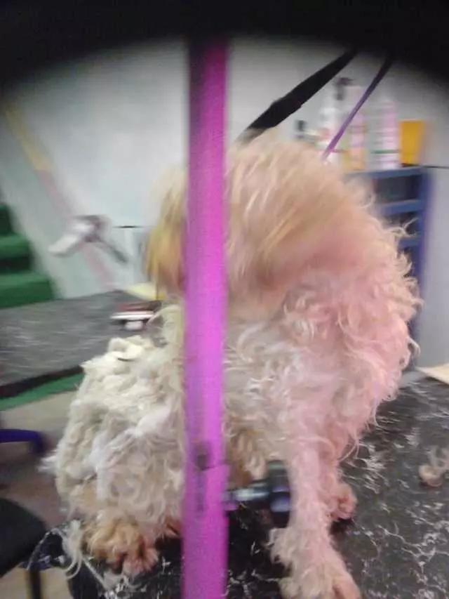 After Hours Dog Grooming