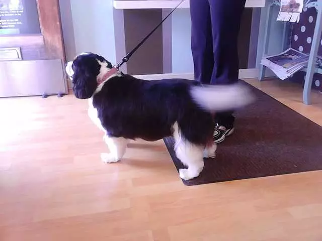 After Hours Dog Grooming