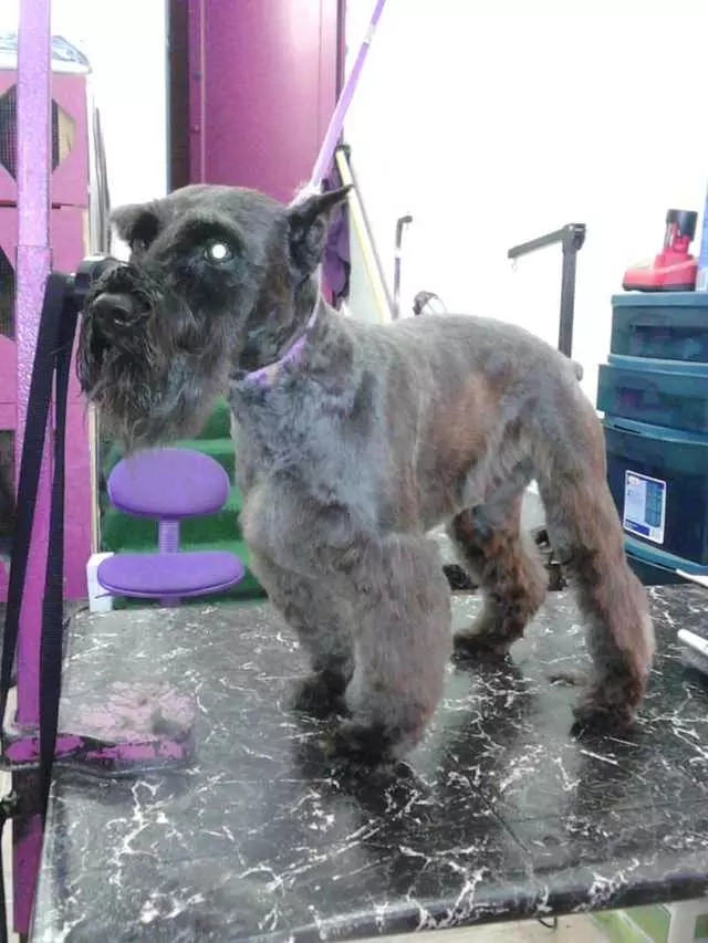 After Hours Dog Grooming