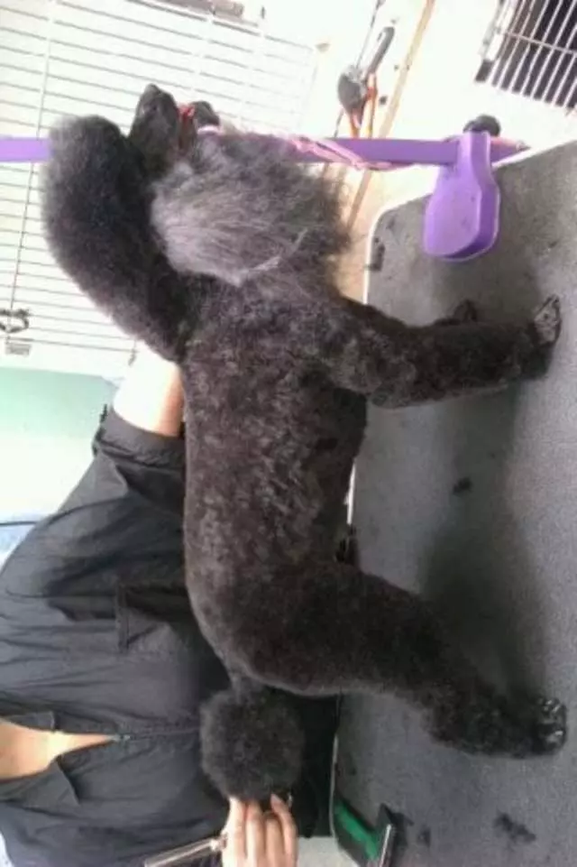 After Hours Dog Grooming