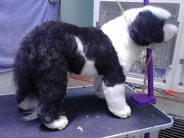 After Hours Dog Grooming