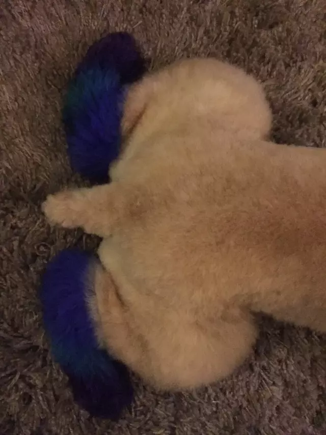 After Hours Dog Grooming