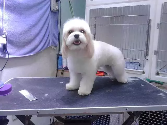 After Hours Dog Grooming