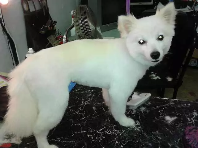 After Hours Dog Grooming