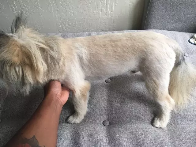After Hours Dog Grooming