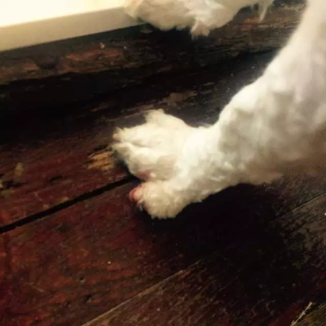 After Hours Dog Grooming