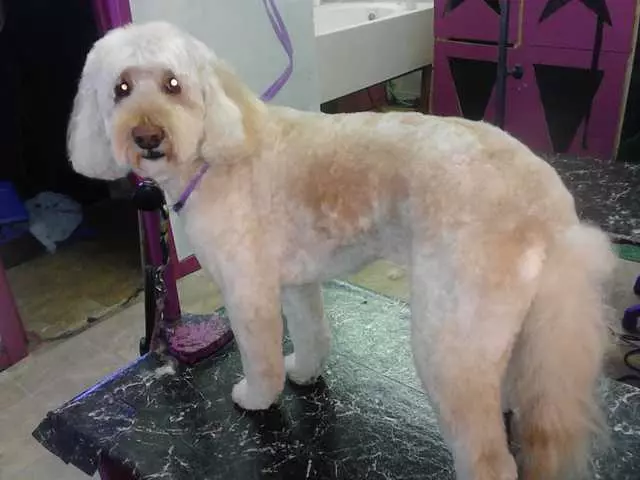 After Hours Dog Grooming