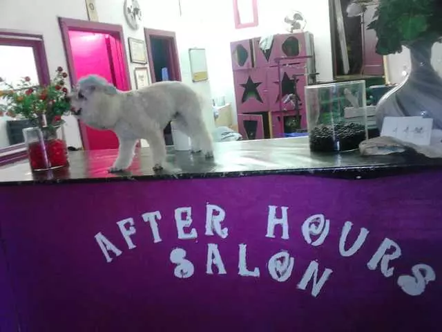 After Hours Dog Grooming