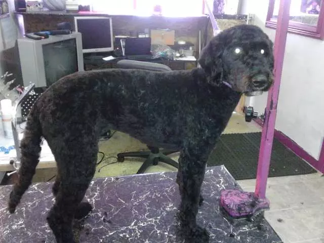 After Hours Dog Grooming