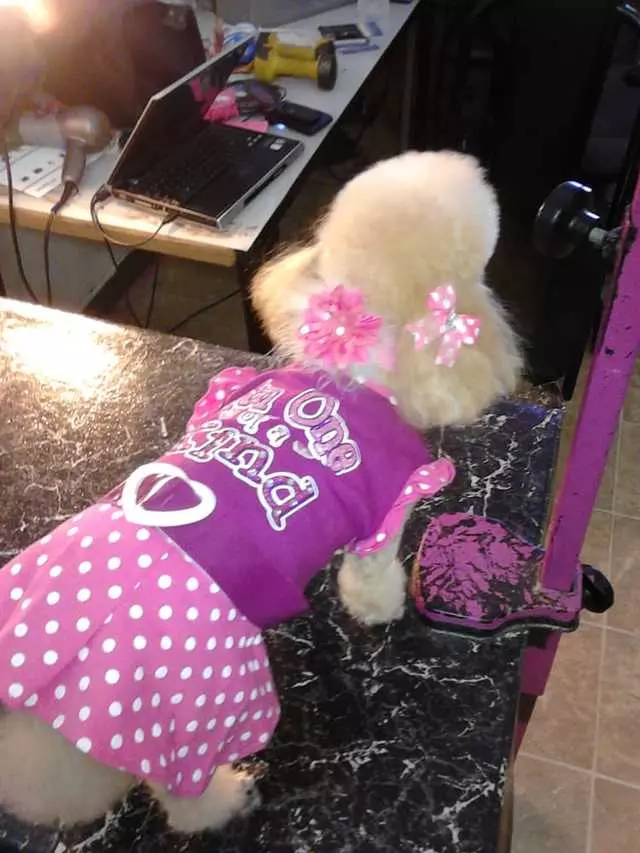 After Hours Dog Grooming