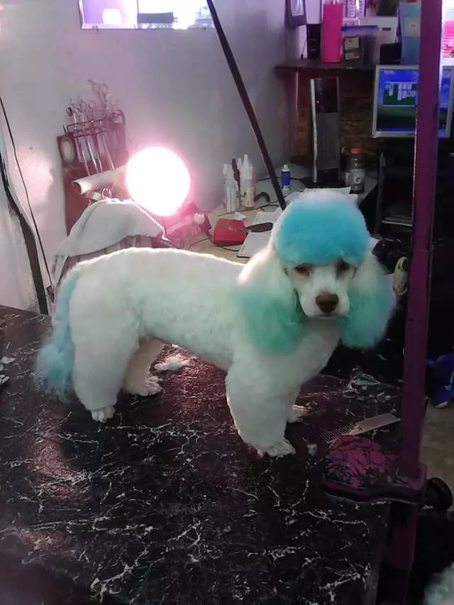 After Hours Dog Grooming