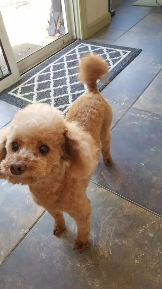 After Hours Dog Grooming