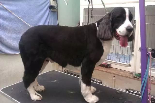After Hours Dog Grooming