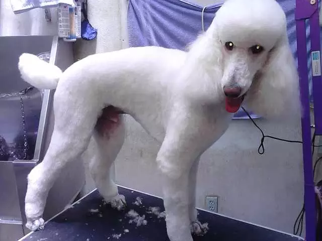 After Hours Dog Grooming