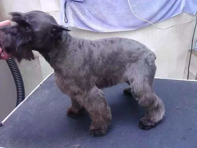 After Hours Dog Grooming