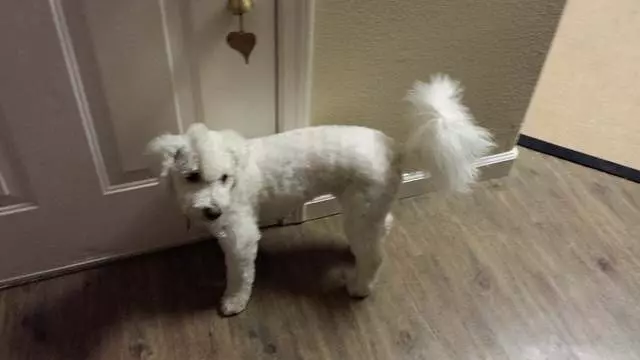 After Hours Dog Grooming