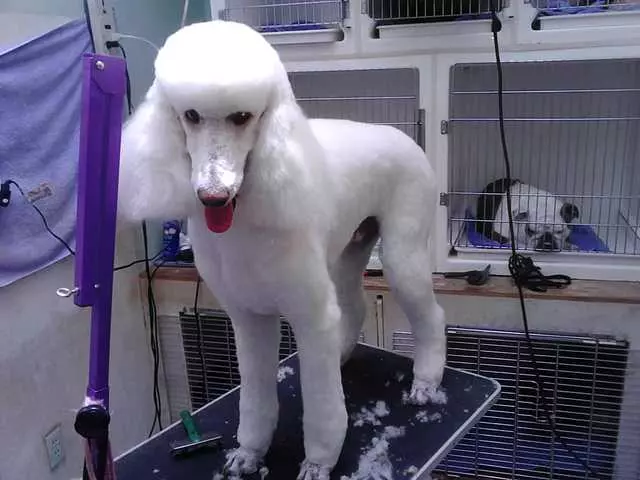 After Hours Dog Grooming