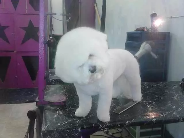 After Hours Dog Grooming