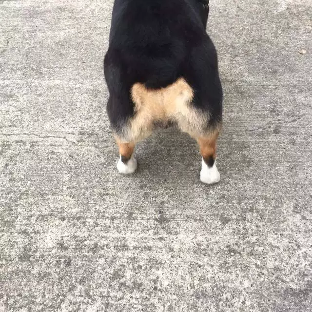 After Hours Dog Grooming