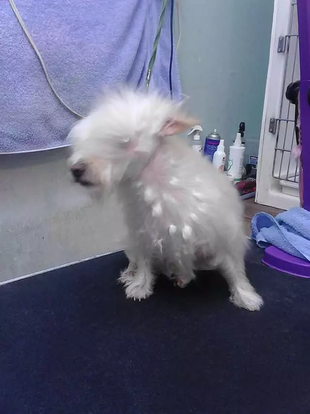 After Hours Dog Grooming