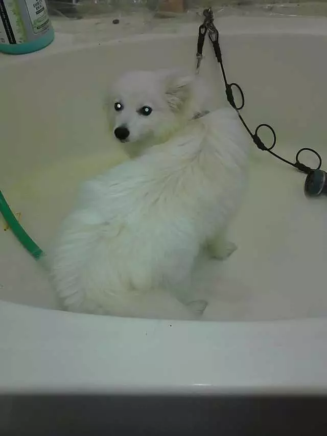 After Hours Dog Grooming