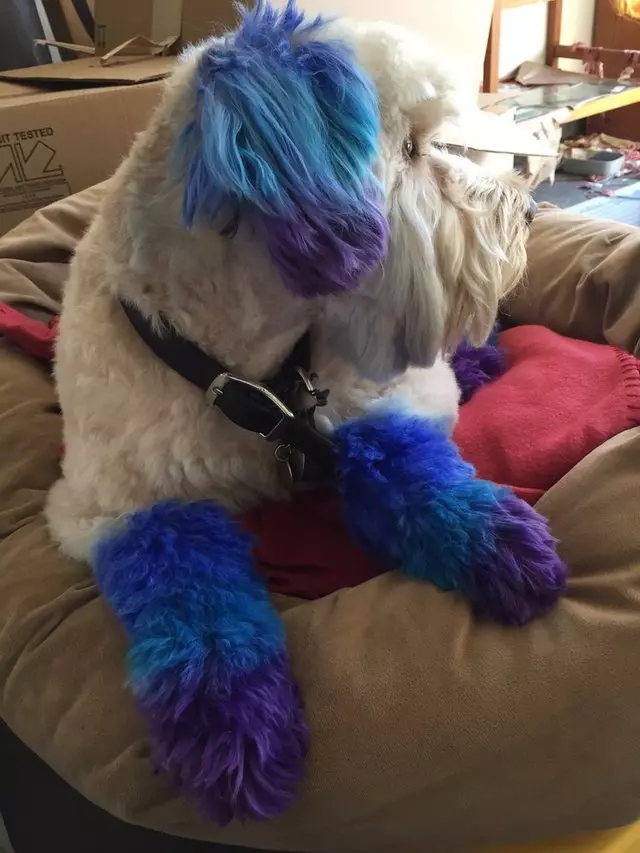 After Hours Dog Grooming