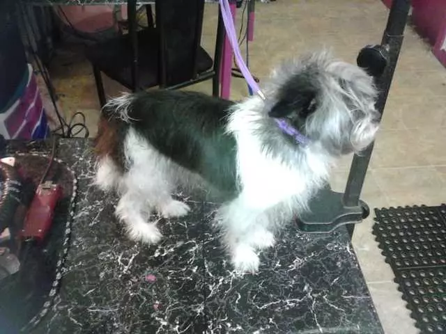 After Hours Dog Grooming