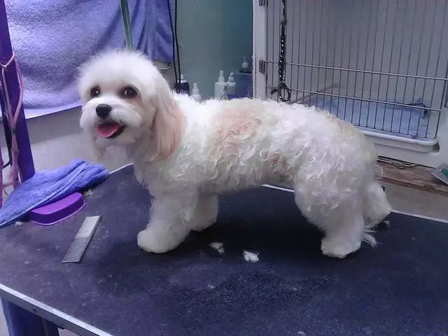 After Hours Dog Grooming