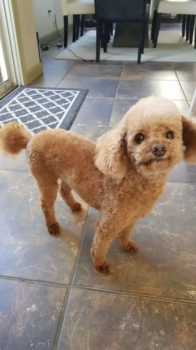 After Hours Dog Grooming